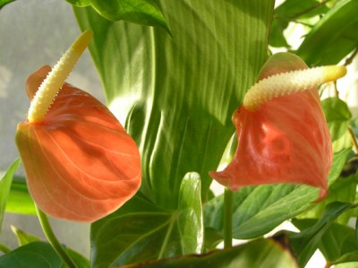 anturium1~.jpg