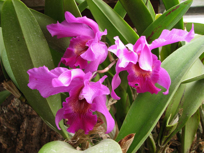 Laeliocattleya Molly Tyler x Laelia anceps.jpg