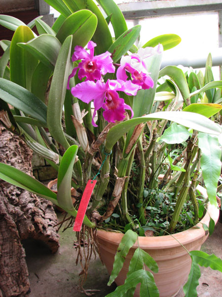 Laeliocattleya Molly Tyler x Laelia anceps.jpg