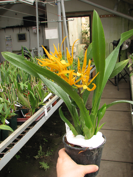 BRASSADA MIVADA RAFA.jpg