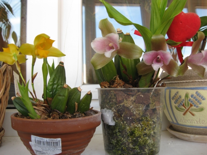 Астра Кохару и консорбина