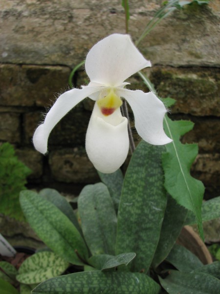 Paphiopedillum Deperle.JPG