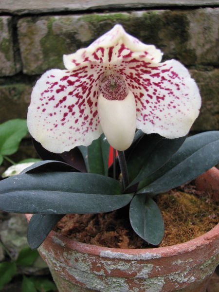 Paphiopedilum godefroyae f. leucochilum.JPG