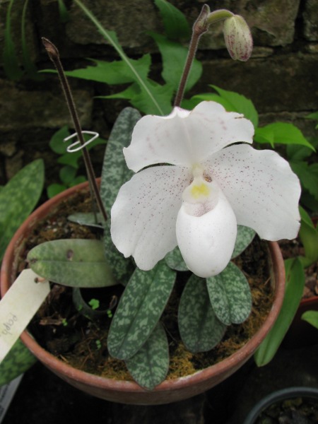 Paphiopedilum niveum.JPG