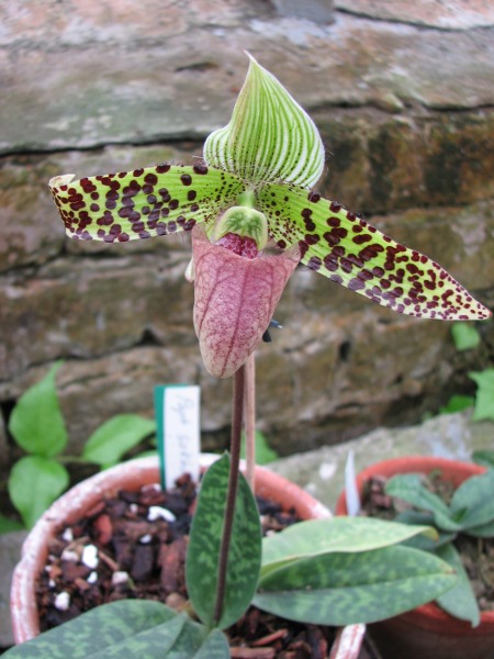 Paphiopedilum sukhakulii.JPG