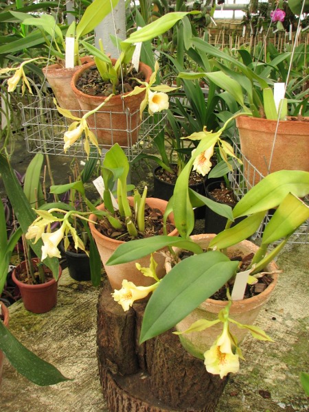 Trichopilia Senne Star (tortilis 'large' x turialbae 'alpha')3.JPG