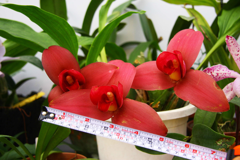 Lycaste Fire Bird.jpg