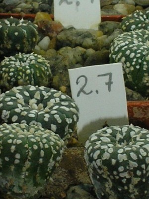 Суперкабуто.