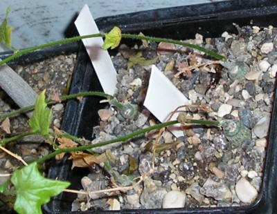 Кедростисы<br />пункталата геофитик<br />и крассирострата