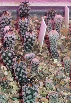 Турбиникарпусики