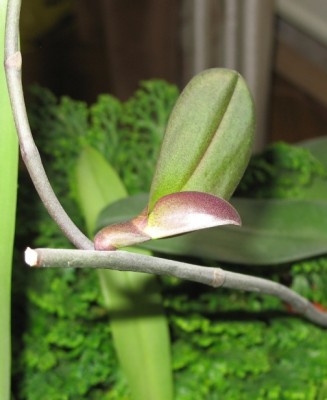  фаленопсиса (июнь 2006).JPG