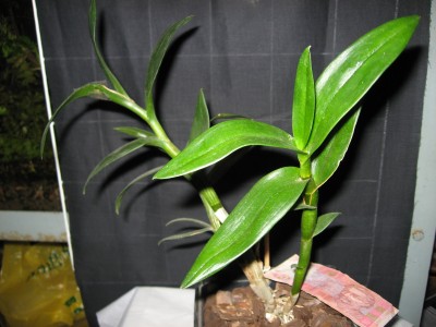 Dendrobium sp.