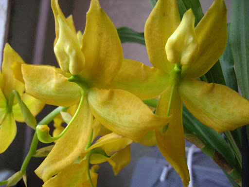 Солнечный дождь.jpg