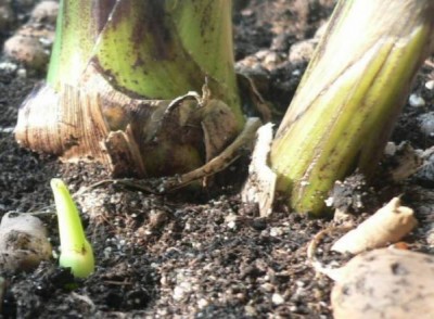 13.01.2007г- отпрыск Musa balbisiana