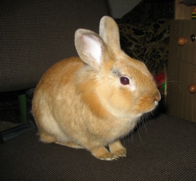 2 апрель 2006 Персик 9.JPG