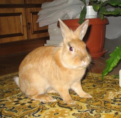 1 март 2006 Персик 4.JPG