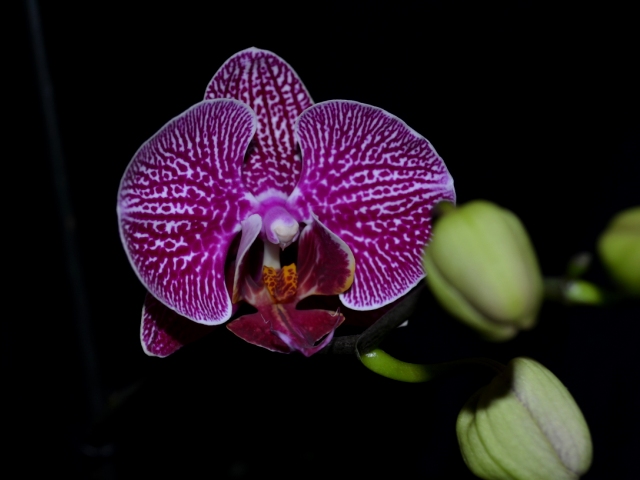 Dtps. Walnut Valley Halo x Leopard Prince