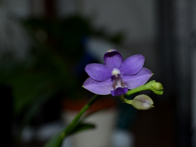 Dtps. Purple Martin &quot;Dark Blue&quot;