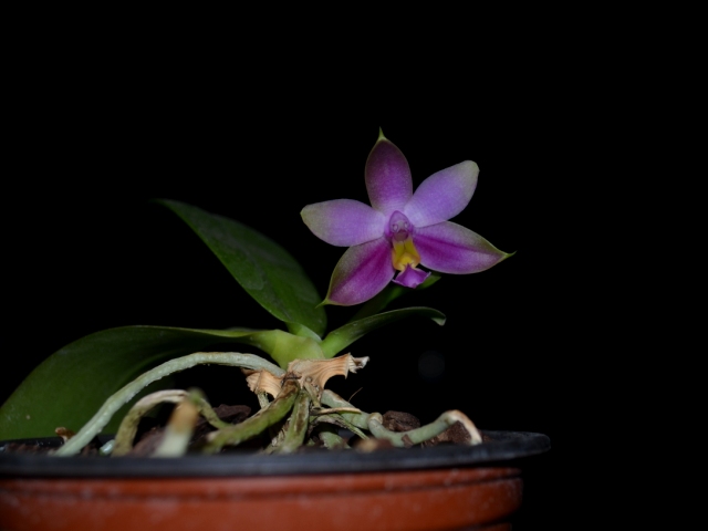 Phalaenopsis violacea x sib