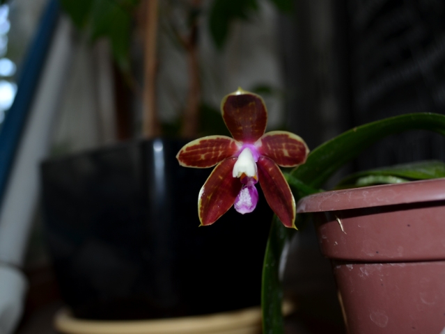 Phalaenopsis corningiana