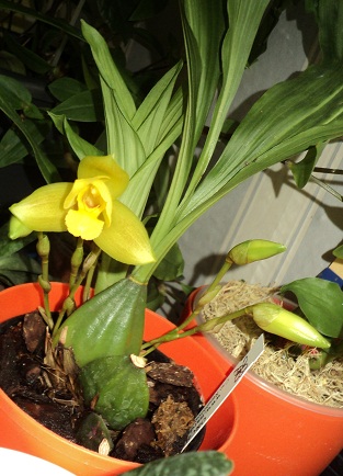 Lycaste Groganii