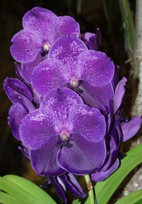 Vanda.jpg