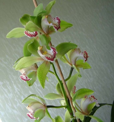 Ha Yem Coocsbridge.jpg