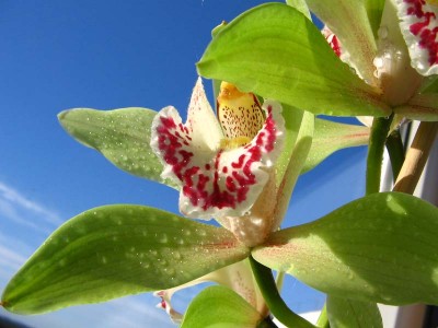 Ha yem Coocsbridge.jpg