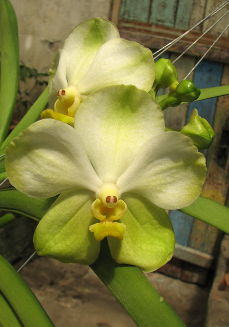 Vanda Kultana Green Gold x Vanda Bamgkhimsri.jpg