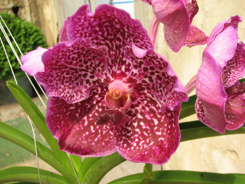 Vanda Srakaew x Bitz's Heartthrob x Ascocenda Lenakamolphun.jpg