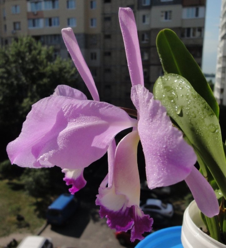 24 CATTLEYA WARNERI 270.jpg