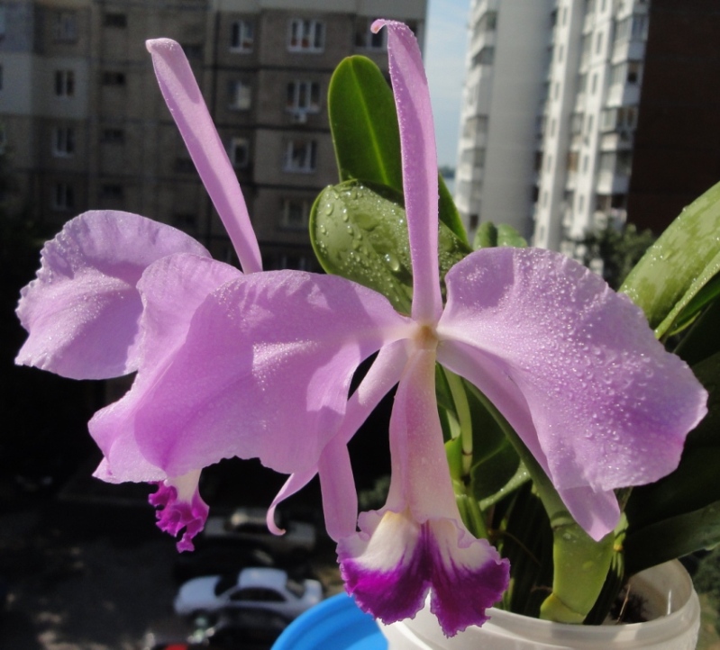 31 CATTLEYA WARNERI 270.jpg