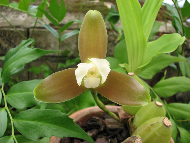 Lycaste macrophylla.jpg