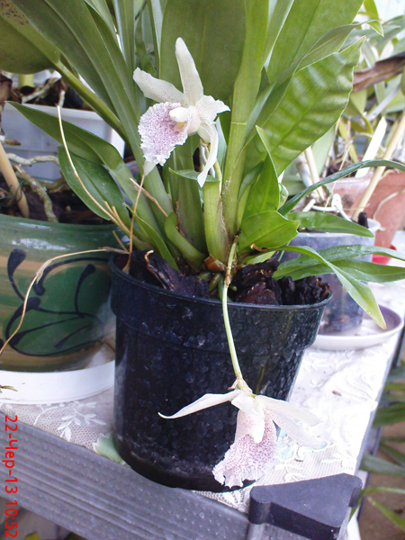 COCHLEANTHES MOLIERE X BOLLEANTHES LAFONTAINE PURPLE.jpg