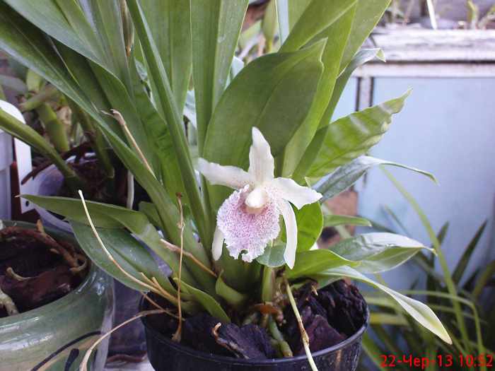 COCHLEANTHES MOLIERE X BOLLEANTHES LAFONTAINE PURPLE.jpg