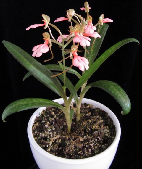 Habenaria rhodocheila 'Pink'
