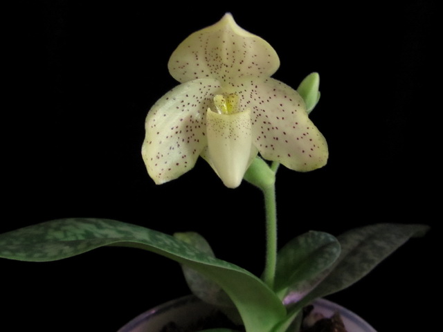 Paph. concolor