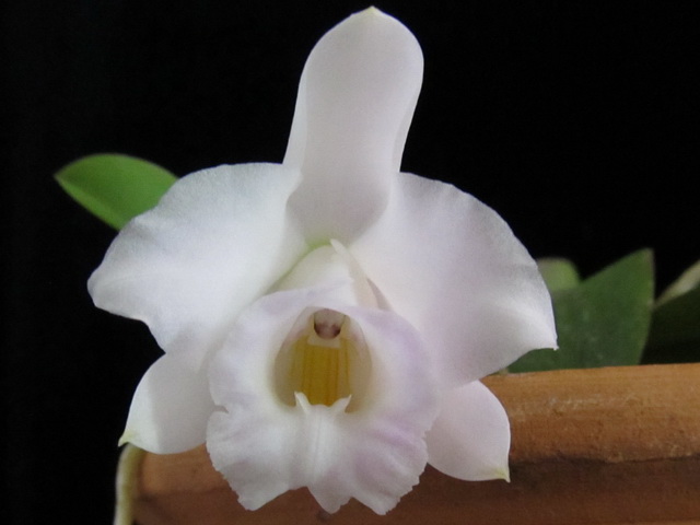 L. alaori alba 'Snow Flakes' x L. alaori alba 'SC'