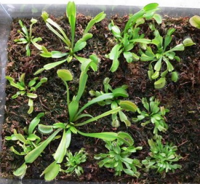 Вот две изначальные мухоловки разделенные на части и пересаженные в больший аквариум, в чистый сфагнум, в самом начале весны