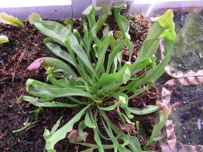 Моя &amp;quot;маточная&amp;quot; сарацения