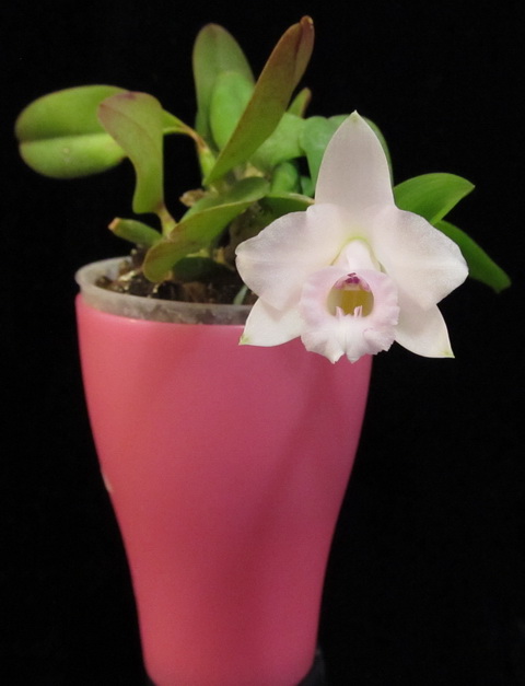 Laelia alaori
