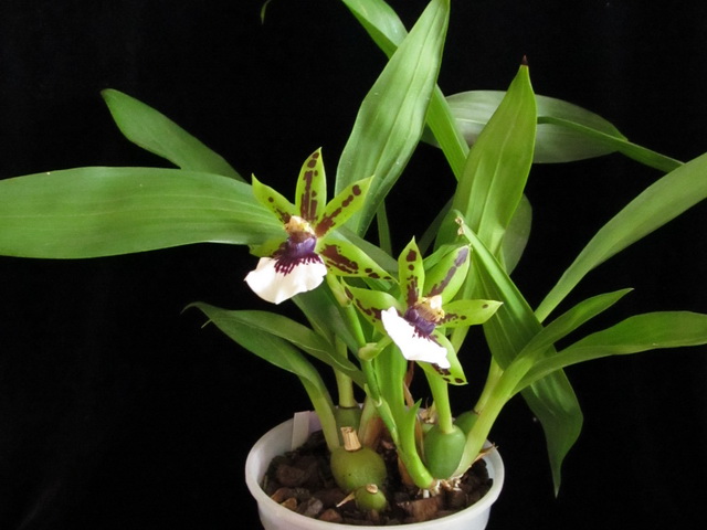Zygopetalum hybrid
