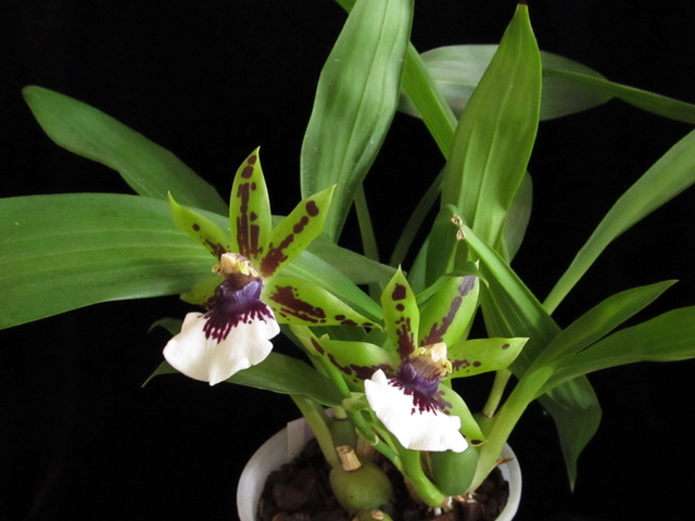 Zygopetalum hybrid