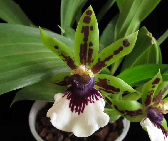 Zygopetalum hybrid