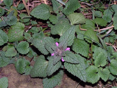 цветем по-маленьку