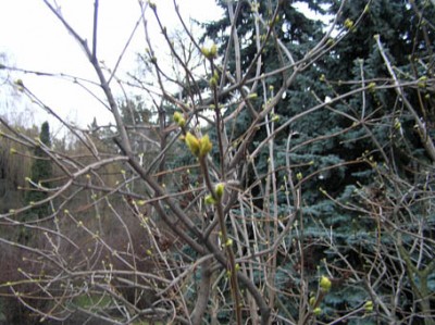 сирень распускает почки