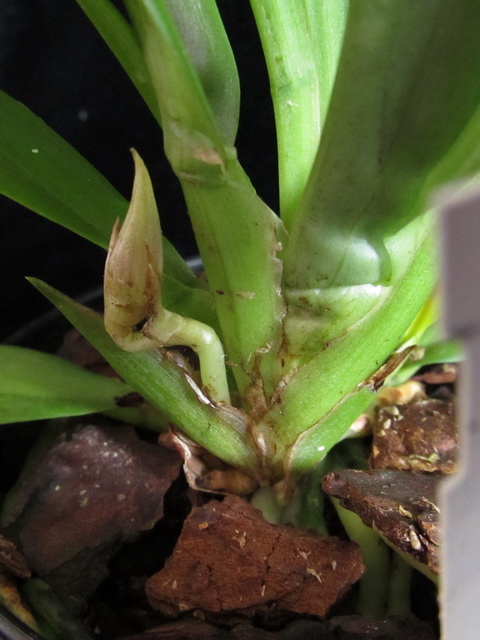 цветоно после...