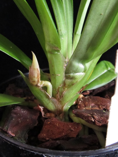 цветонос до...