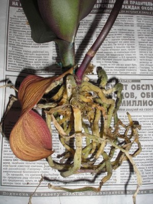 Крупный вид корешка