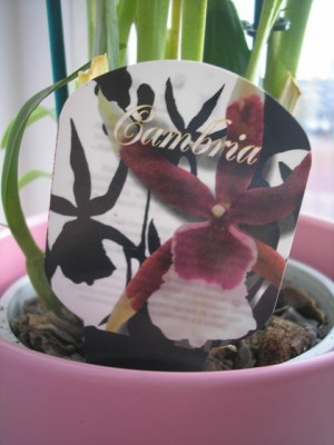 Так она цвела